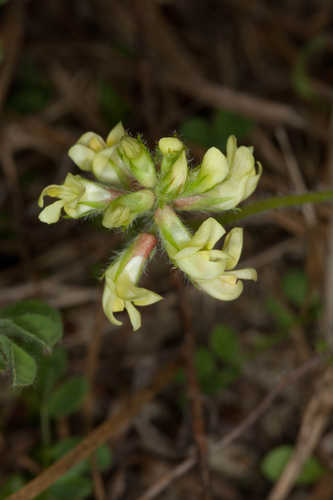 Astragalus villosus #1